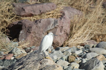 Image of a white-faced egret sitting on a rock in the Daecheongcheon River Promenade