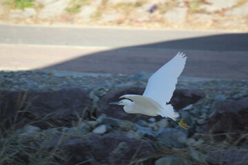 Image of a white heron taking flight in the Daecheongcheon River Promenade