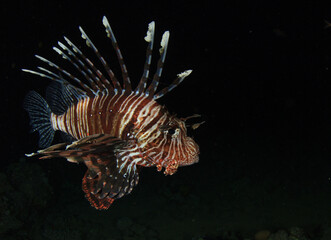 A lionfish comes out in the dark sea night to look for food.