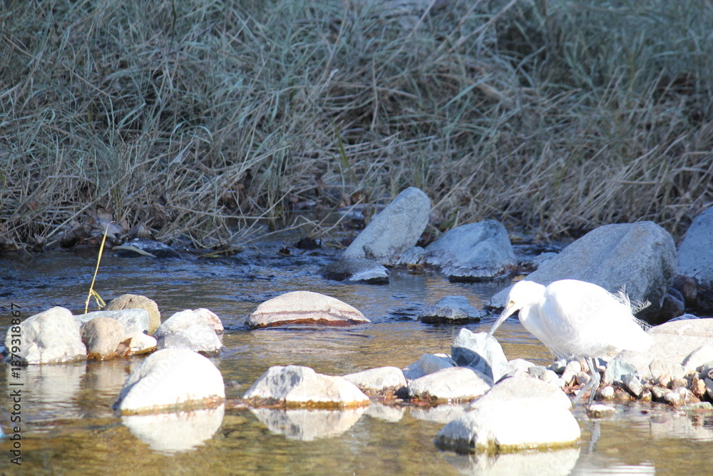 Canvas Prints image of a little egret searching for food in the daecheongcheon stream