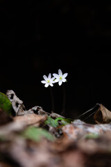 Two white wood anemone flowers with dried leaves in the foreground and a black background