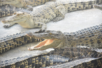 Portrait of many crocodiles at the farm	
