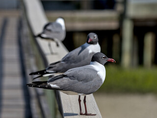 Laughing Gulls are summer visitors to the Northeast and year-round sights on the coasts of the Southeast and the Gulf of Mexico.