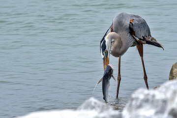 A great blue heron proudly showing off his catch of the day and channel catfish.
