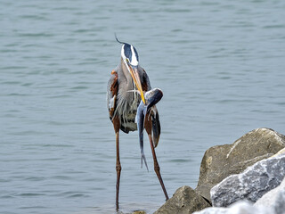 A great blue heron proudly showing off his catch of the day and channel catfish.