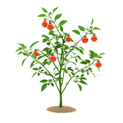 3D Flowering Tomato Plant with Red Tomatoes Isolated on Transparent Background