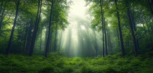 Peaceful Forest Landscape with Sunlight and Mist in Lush Green Woodland