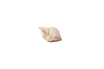 Small ridged sea shell isolated on white background