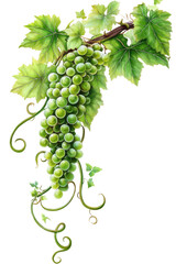 Green Grapes Vine on transparent background