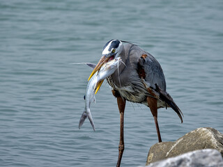A great blue heron proudly showing off his catch of the day and channel catfish.