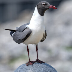 Laughing Gulls are summer visitors to the Northeast and year-round sights on the coasts of the...