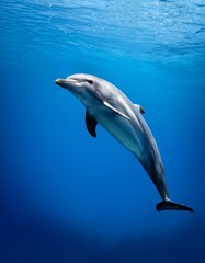 Fototapeta premium Dolphin on blue background