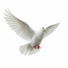 Obraz premium White Dove Flying with Open Wings on White Background with Peace