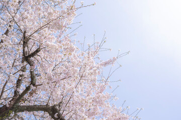 青空に映える花岡山公園の桜