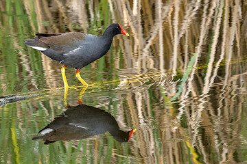 The common moorhen, also known as the waterhen, is a bird species in the rail family. It is distributed across many parts of the Old World, across Africa, Europe, and Asia.