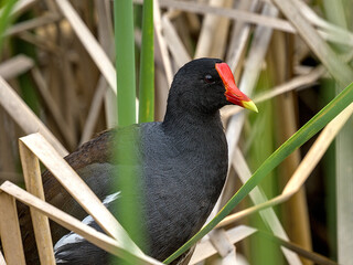 The common moorhen, also known as the waterhen, is a bird species in the rail family. It is distributed across many parts of the Old World, across Africa, Europe, and Asia.