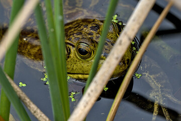 The mink frog is a small species of frog native to the United States and Canada. They are so named for their scent, which reportedly smells like a mink.