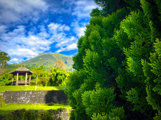 Green pine leaves with view of gazebo, mountain, clear blue sky