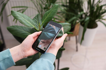 Woman using houseplant recognition application on smartphone indoors, closeup