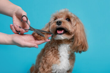 Woman cutting dog's hair with scissors on light blue background, closeup. Pet grooming
