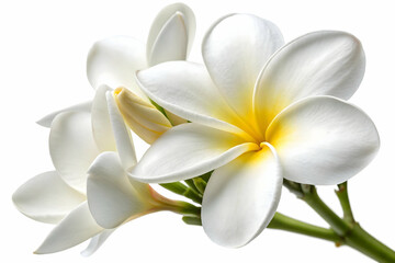 Naklejka premium Isolated Pair of White Plumeria Flowers,Elegant white flowers exuding purity and tranquility in a serene garden setting,Frangipani flower on white background.
