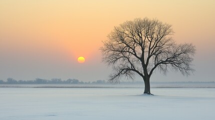 Solitary tree in a snowy field at sunrise