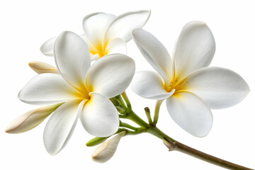 Isolated Pair of White Plumeria Flowers,Elegant white flowers exuding purity and tranquility in a serene garden setting,Frangipani flower on white background.