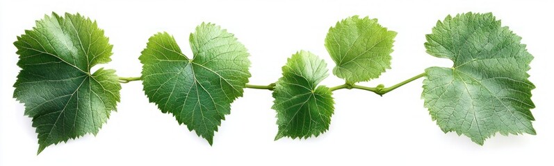 Hyper-realistic Illustration of Young Green Grape Leaves with Branch Tendrils Isolated on White Background