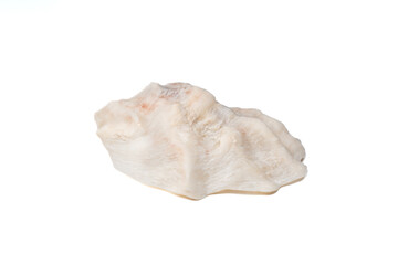Textured oyster shell with pink hues closeup isolated