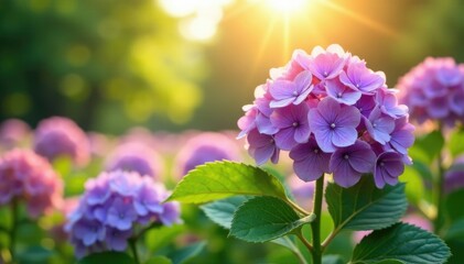 Fototapeta premium Purple hydrangea flowers swaying in the sunlight filtering through trees, flower field, garden farm, blooming flowers