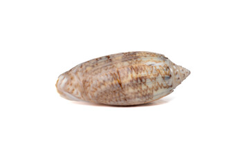 Glossy seashell with brown zigzag stripe pattern