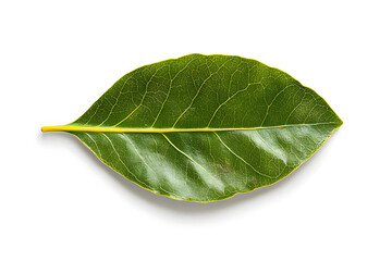 Obraz premium Leaf's Veins: Nature's Green Design