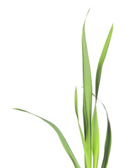 Blades of green grass isolated on white