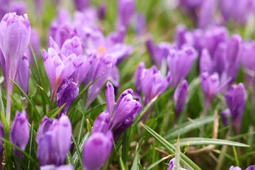 Many beautiful flowers with dew drops growing outdoors, closeup
