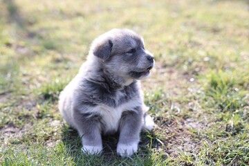 One tiny puppy sitting on green grass outdoors