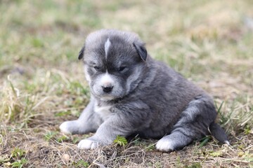 Obraz premium One tiny puppy on grass outdoors, closeup