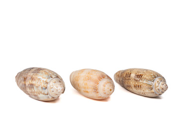 Three glossy patterned seashells on white background