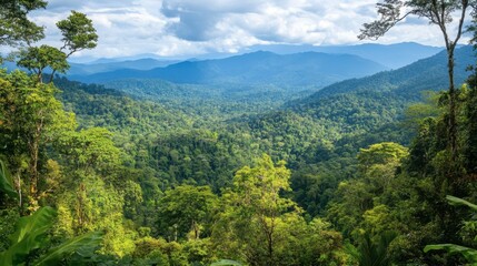 Obraz premium Lush Green Forest Landscape Under Bright Blue Sky and White Clouds