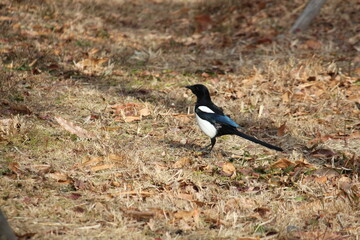Image of a magpie searching for food on the Daecheongcheon Trail