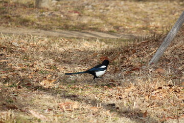 Image of a magpie searching for food on the Daecheongcheon Stream trail