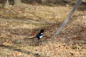 Image of a magpie searching for food on the Daecheongcheon Stream trail