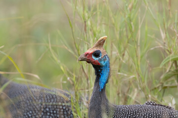 Close up view of The helmeted guineafowl bird, Tanzania.