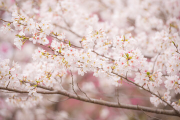 立岡自然公園の満開の桜