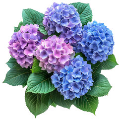 A Group of Hydrangea Shrubs with Large Vibrant Blooms Isolated on Transparent Background