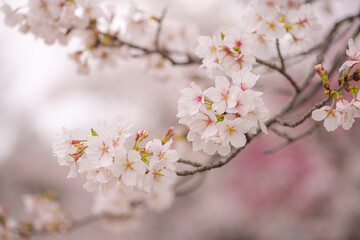 立岡自然公園の満開の桜