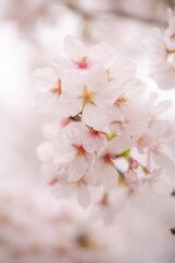 Naklejka premium 立岡自然公園の満開の桜