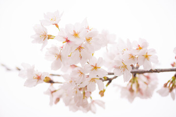 立岡自然公園の満開の桜