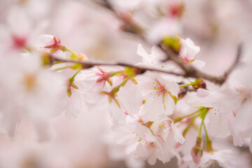 立岡自然公園の満開の桜