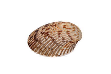 Brown striped seashell with natural curved texture