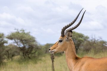 Close-up portrait of male Impala antelope in Tanzania wilderness.